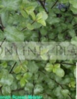 Online Plants